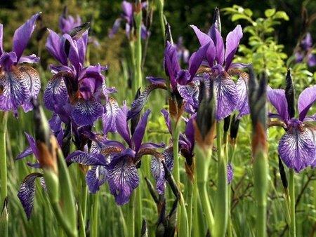 Na fotografiji je flora Mokrišča Mlake